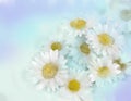 Oil painting white Gerbera flower