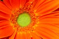 Gerbera Flower Orange Yellow Petals Green Carpels Close up