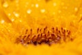 Gerbera flower petals in bright orange covered in water droplets