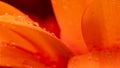 Gerbera flower petals in bright orange covered in water droplets