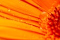 Gerbera flower petals in bright orange covered in water droplets