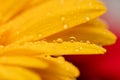 Gerbera flower petals in bright yellow Royalty Free Stock Photo