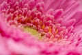 Gerbera flower petals in pink covered in water droplets Royalty Free Stock Photo