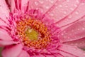 Gerbera flower petals in pink covered in water droplets Royalty Free Stock Photo