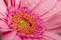 Gerbera flower petals in pink covered in water droplets