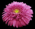 Gerbera flower pink. Flower isolated on black background. No shadows with clipping path. Close-up. Royalty Free Stock Photo