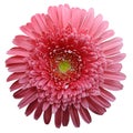 Gerbera flower pink. Flower isolated on white background. No shadows with clipping path. Close-up. Royalty Free Stock Photo