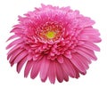 Gerbera flower pink. Flower isolated on white background. No shadows with clipping path. Close-up. Royalty Free Stock Photo