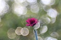 Gerbera flower pink green trioplan