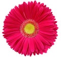 gerbera flower pink. Flower isolated on a white background. No shadows with clipping path. Close-up. Royalty Free Stock Photo
