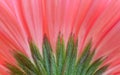 Gerbera flower