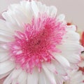 gerbera flower pink and white