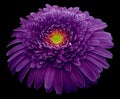 Gerbera flower purple. Flower isolated on black background. No shadows with clipping path. Close-up. Royalty Free Stock Photo