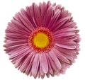 gerbera flower purple. isolated on a white background. No shadows with clipping path. Close-up. Royalty Free Stock Photo