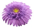 Gerbera flower purple. Flower isolated on white background. No shadows with clipping path. Close-up. Royalty Free Stock Photo