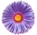 Gerbera flower  purple.   isolated on a white background. No shadows with clipping path. Close-up. Royalty Free Stock Photo