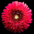 Gerbera flower red. Flower isolated on black background. No shadows with clipping path. Close-up. Royalty Free Stock Photo