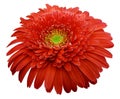 Gerbera flower red. Flower isolated on white background. No shadows with clipping path. Close-up. Royalty Free Stock Photo