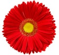 gerbera flower red. Flower isolated on a white background. No shadows with clipping path. Close-up. Royalty Free Stock Photo