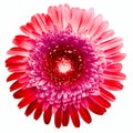 Gerbera flower red. Flower isolated on white background. No shadows with clipping path. Close-up. Royalty Free Stock Photo