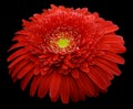 Gerbera flower red. Flower isolated on black background. No shadows with clipping path. Close-up. Royalty Free Stock Photo