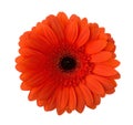Gerbera flower of red-orange color isolated on white background Royalty Free Stock Photo