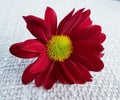 Red gerbera flower. Beautiful blossom closeup. Royalty Free Stock Photo
