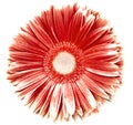 Gerbera flower red-white. Flower isolated on a white background. No shadows with clipping path. Close-up. Royalty Free Stock Photo