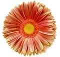 gerbera flower red-yellow. Flower isolated on a white background. No shadows with clipping path. Close-up. Royalty Free Stock Photo