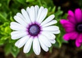 Gerbera flower in the royal flora chiangmai Thailand. Royalty Free Stock Photo