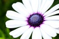 Gerbera flower in the royal flora chiangmai Thailand. Royalty Free Stock Photo