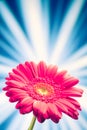 Flower on shiny rays background