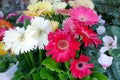 Gerbera in a flower shop