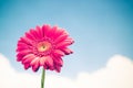 Flower on sky background