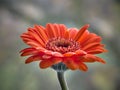Gerbera flower in soft light