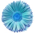 gerbera flower turquoise-blue.. Flower isolated on a white background. No shadows with clipping path. Close-up. Royalty Free Stock Photo