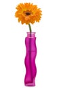 Gerbera flower in a vase Royalty Free Stock Photo