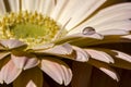 Gerbera flower with water drop on the petal