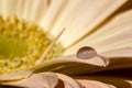 Gerbera flower with water drop on the petal