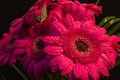 Gerbera