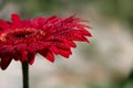 gerbera flower with water drops on petals Royalty Free Stock Photo