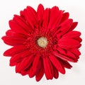 The gerbera flower on white Royalty Free Stock Photo