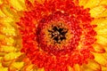 Gerbera flower with yellow and red petals with dew drops Royalty Free Stock Photo