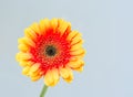 Gerbera flower with yellow-red petals