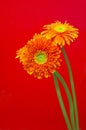 Gerbera flowers Royalty Free Stock Photo