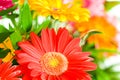 Gerbera flowers agaisnt blurred background Royalty Free Stock Photo
