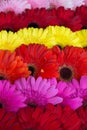 Gerbera flowers background Royalty Free Stock Photo