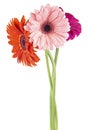 Gerbera flowers bouquet isolated on white background. Three gerbera flowers in water drops Royalty Free Stock Photo