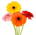 Gerbera flowers bunch Royalty Free Stock Photo