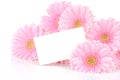 Gerbera flowers and a card Royalty Free Stock Photo